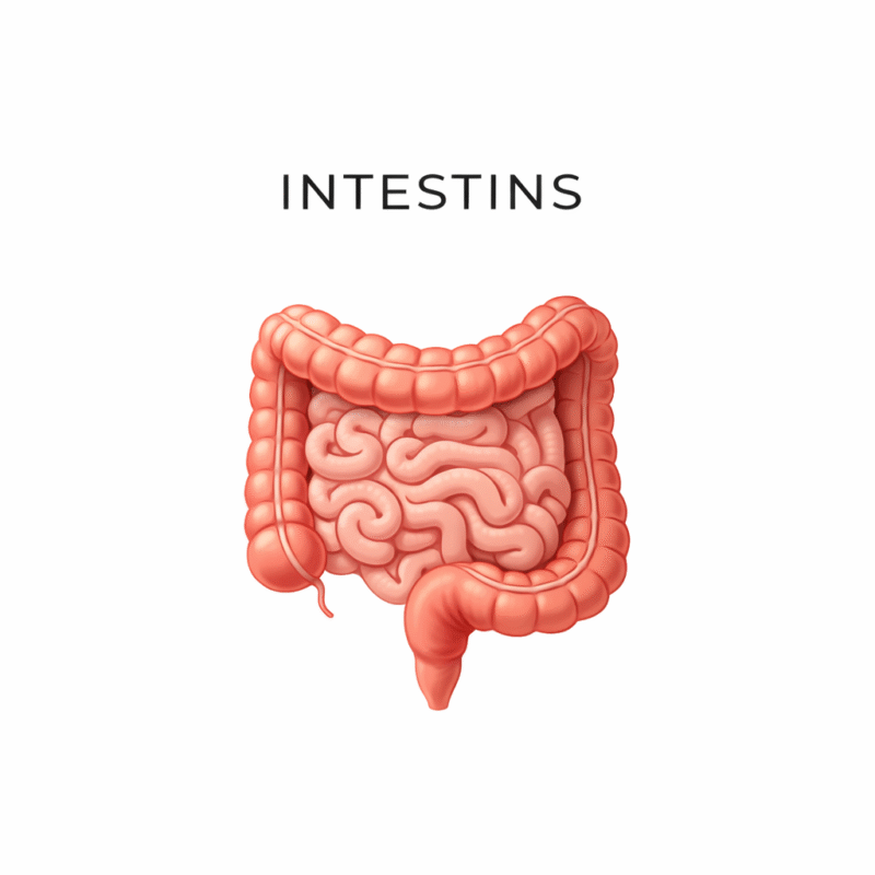 Métamorphose Marilou Thériault